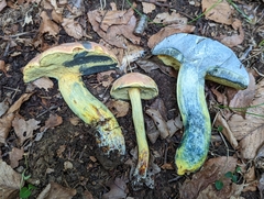Boletus sensibilis