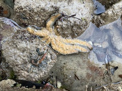 Coscinasterias muricata