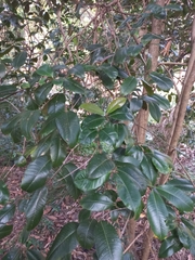 Backhousia citriodora