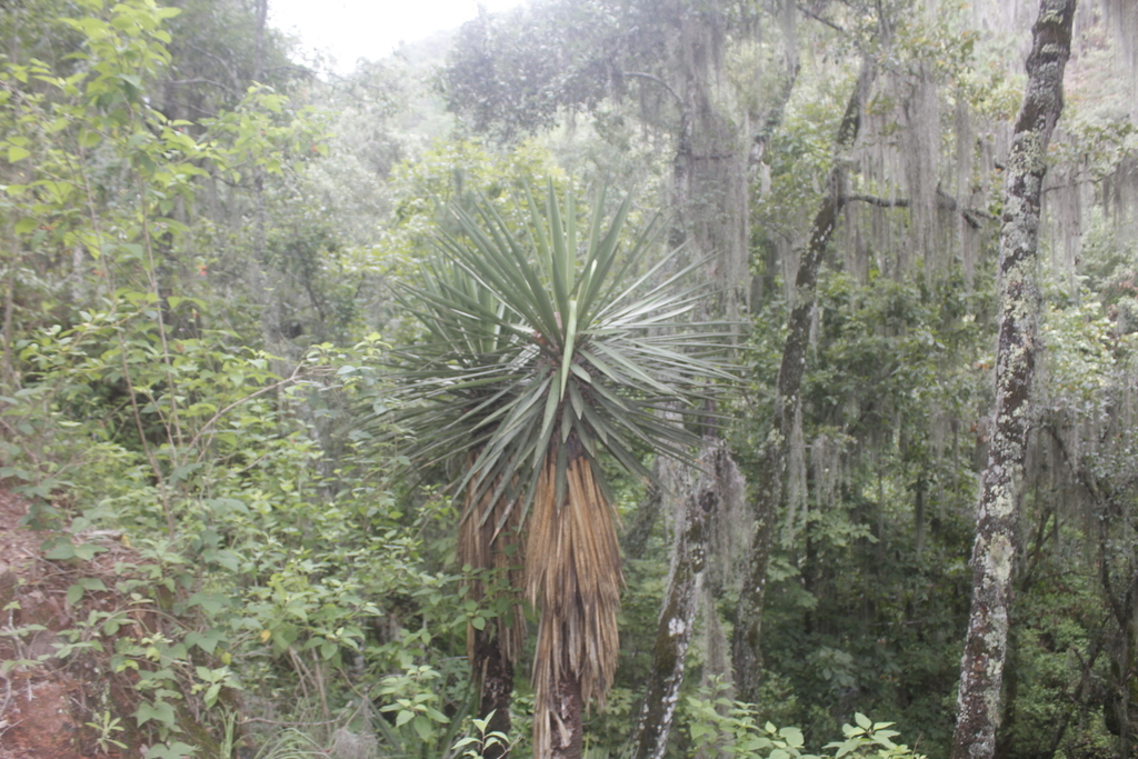 Yucca potosina, San Luis Potosí, MX