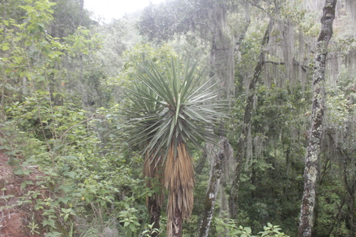 Potosí palm yucca (Yucca potosina)