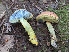 Boletus sensibilis
