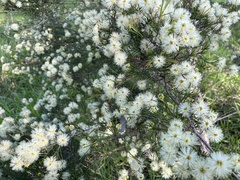 Melaleuca ericifolia