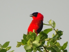 Euplectes franciscanus