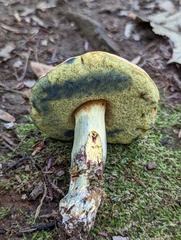 Boletus sensibilis