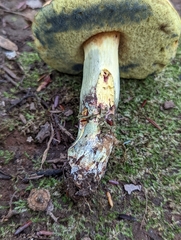 Boletus sensibilis