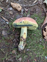 Boletus sensibilis