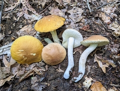 Boletus nobilis