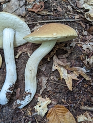 Boletus nobilis