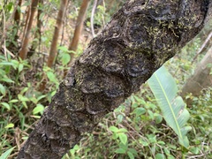 Cyathea