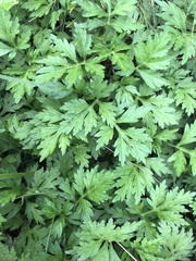 Artemisia verlotiorum