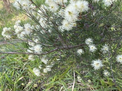 Melaleuca ericifolia