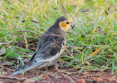 Nymphicus hollandicus