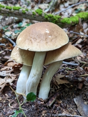 Boletus nobilis