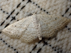 Idaea elongaria