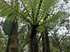 Cyathea