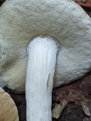 Boletus nobilis