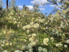 Melaleuca ericifolia