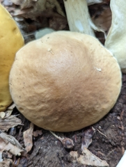 Boletus nobilis