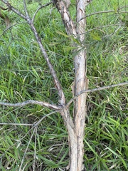 Melaleuca ericifolia