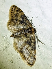 Idaea bonifata