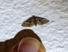 Idaea bonifata