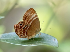 Abisara echerius