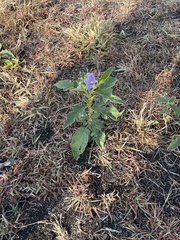 Solanum campylacanthum