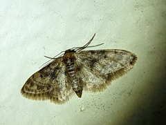 Idaea bonifata