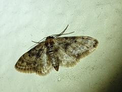 Idaea bonifata
