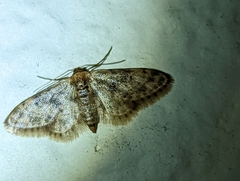 Idaea bonifata