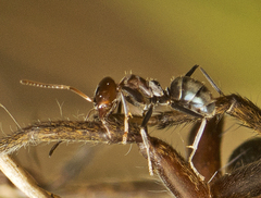 Iridomyrmex rufoniger