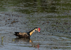 Irediparra gallinacea