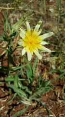 Tragopogon buphthalmoides