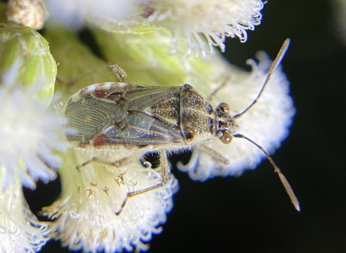 Hyaline Grass Bug