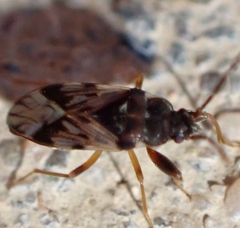 Scolopostethus