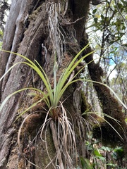 Astelia argyrocoma