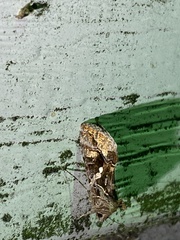 Chrysodeixis