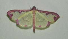 Cadarena pudoraria