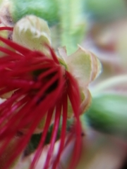 Melaleuca viminalis viminalis