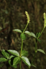 Peperomia tetraphylla image