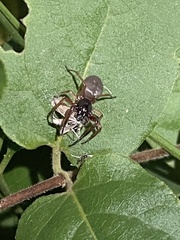 Trachelas tranquillus