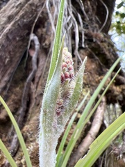 Astelia argyrocoma