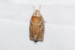 Euchaetis rhizobola