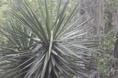 Yucca potosina