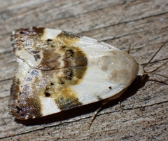 Acontia lucida