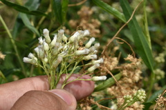 Baccharis salicifolia