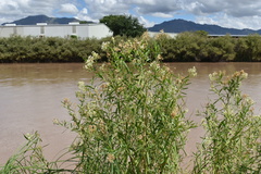 Baccharis salicifolia