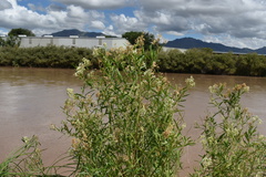 Baccharis salicifolia