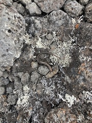 Lampropholis delicata